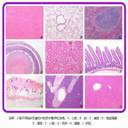 TUNEL检测细胞凋亡